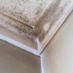 Mold Inspections | Dallas-Fort Worth Metroplex