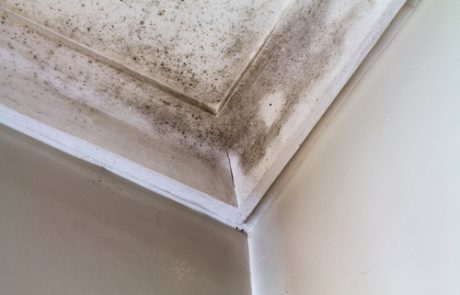 Mold Inspections | Dallas-Fort Worth Metroplex