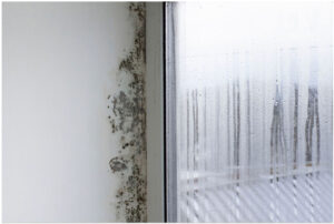alternaria mold growing in damp bathroom corner