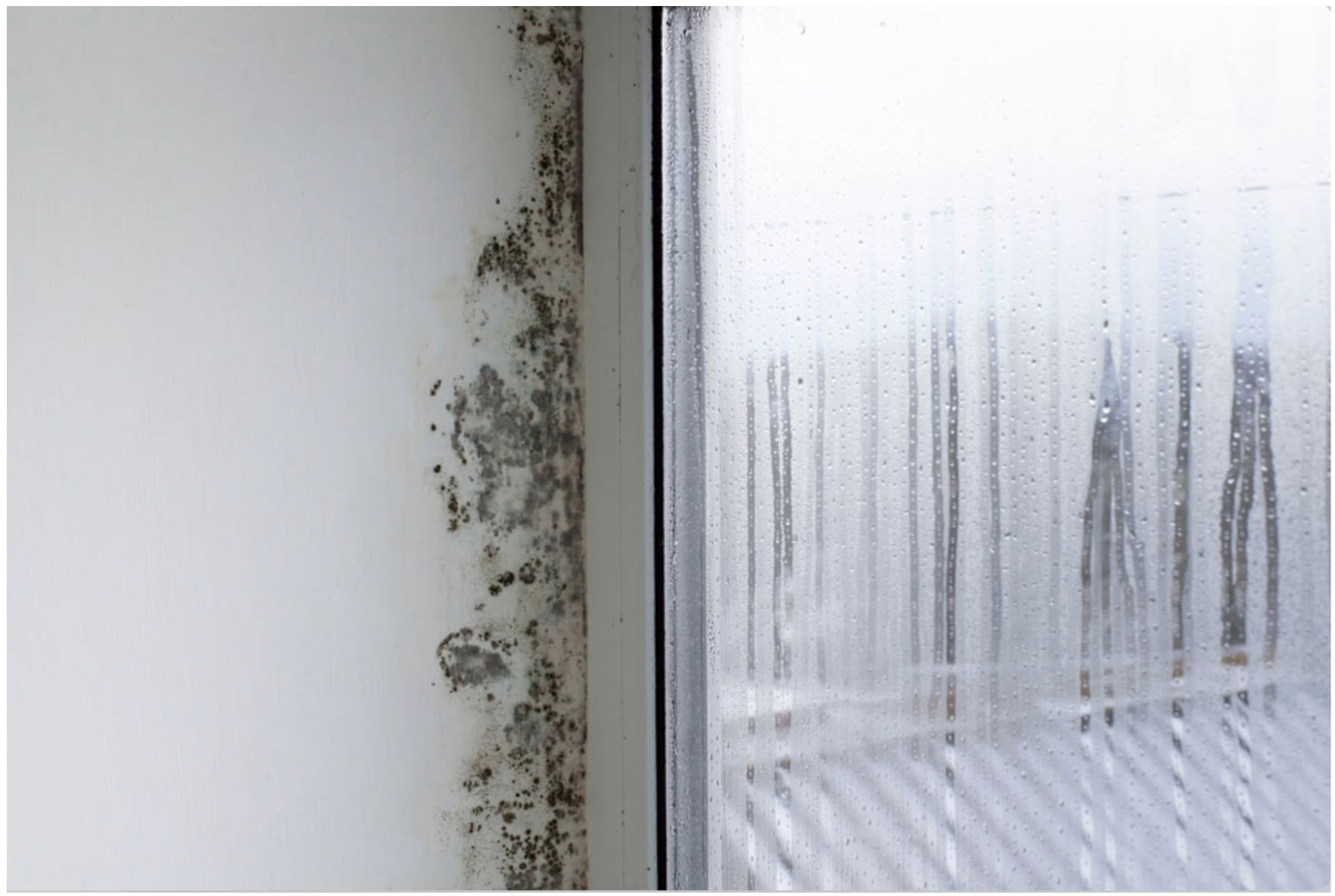 alternaria mold growing in damp bathroom corner