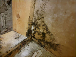 cladosporium mold on wood or fabric surface indoors