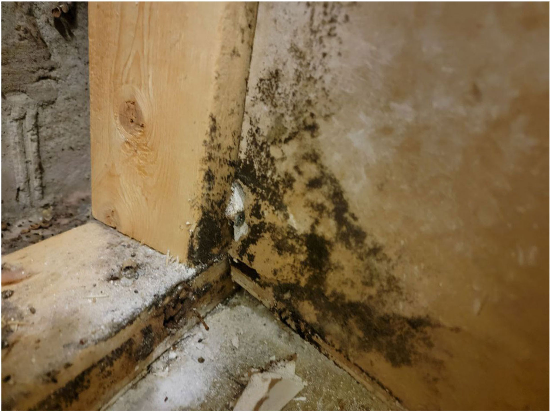 cladosporium mold on wood or fabric surface indoors