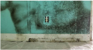 penicillium mold spreading on water damaged material indoors