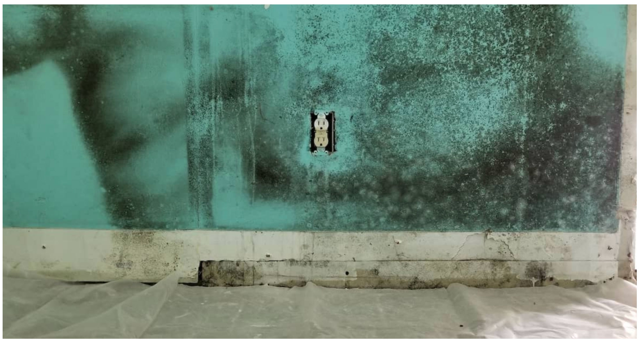 penicillium mold spreading on water damaged material indoors