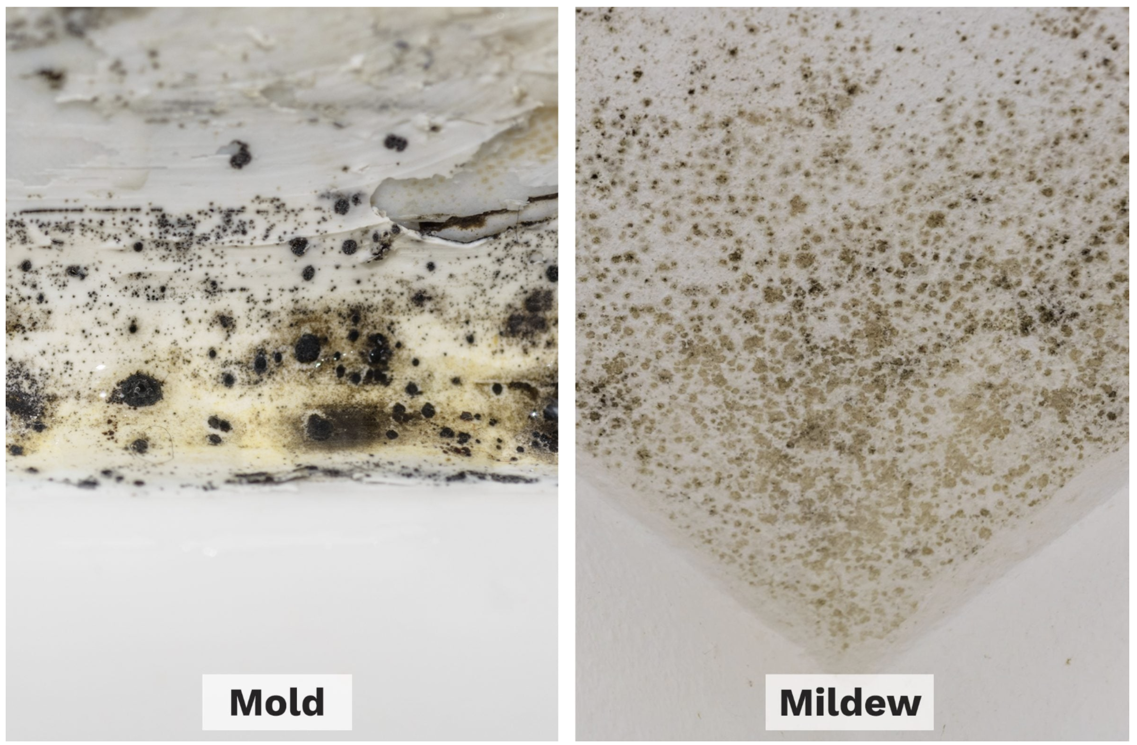 (Left) Black mold infestation on interior wall corner, common sign of moisture damage in homes. (Right)White to gray mildew on bathroom tile and wall, common in showers and easy to clean.