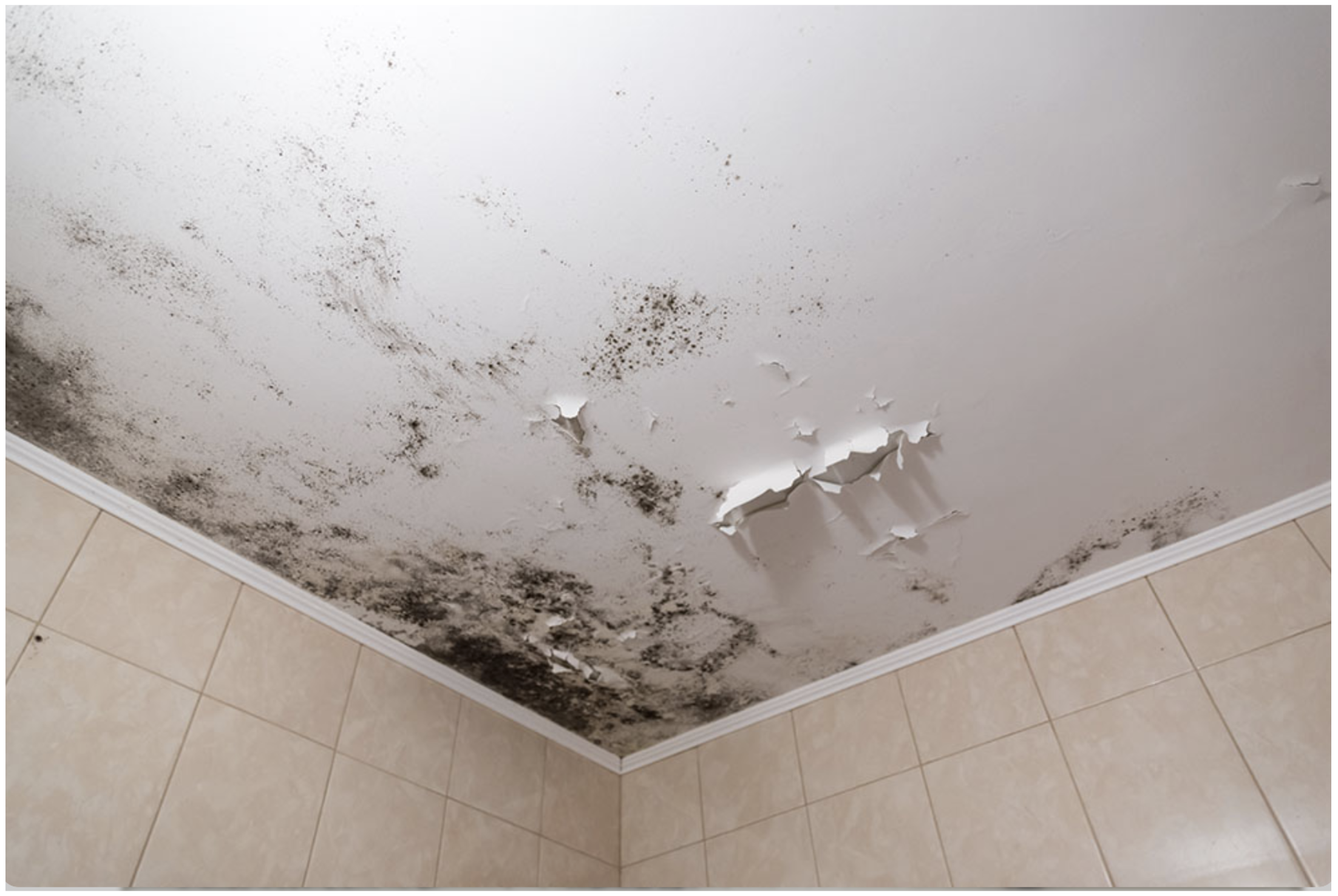 black mold (stachybotrys) growing on a ceiling after water damage