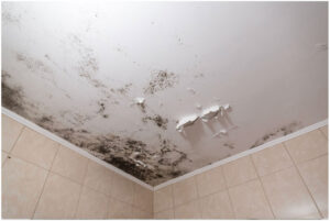 black mold