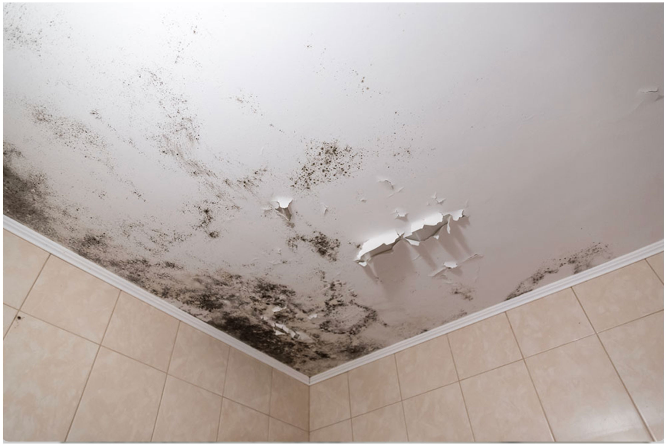 black mold