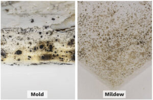 mold vs mildew