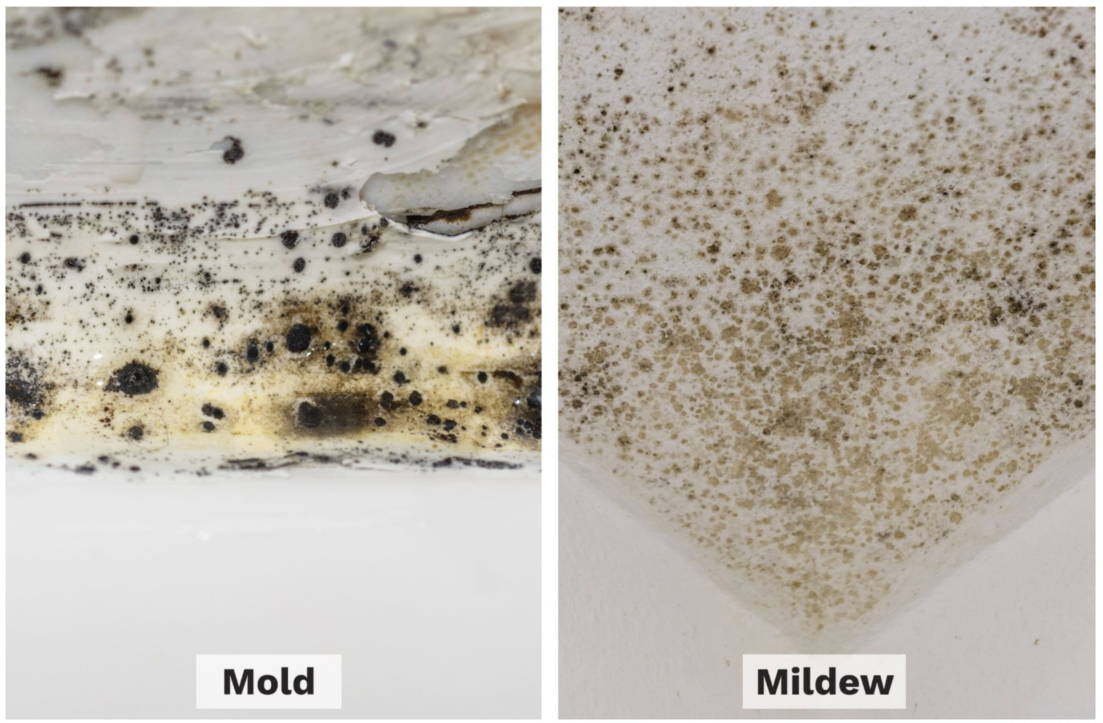 mold vs mildew